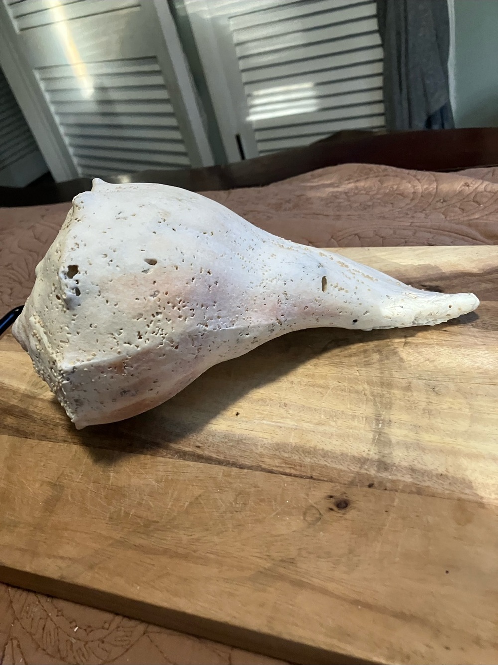 Large Lightning Whelk White Shell - Picture 4 of 9
